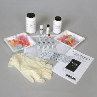 Restriction Mapping of Lambda DNA Kit with CarolinaBLU® (with perishables)