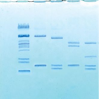 Restriction Mapping of Plasmid DNA Kit, DNA Only (from 8-Station Kit)