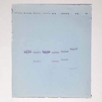 Bulk Suspect Y1 DNA for PCR Forensics Simulation Kit, per mL