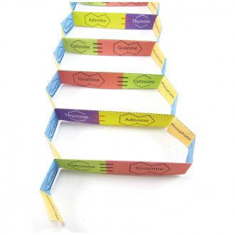 Origami Organelles™ 3-D Model Kit: DNA Structure 
