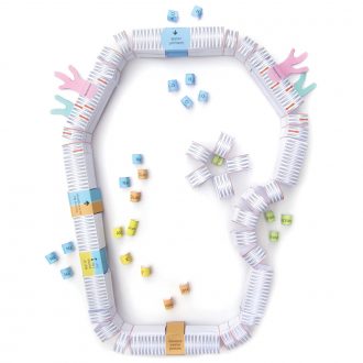 Origami Organelles™ 3-D Model Kit: Cell Membranes