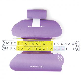 Origami Organelles™ 3-D Model Kit: CRISPR