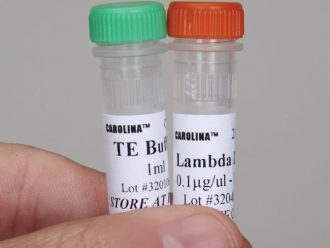 Lambda DNA, 10 µg (100 µL; 0.1 µg/µL)