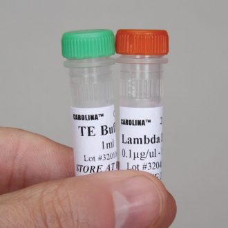 Lambda DNA, 40 µg (200 µL; 0.2 µg/µL)