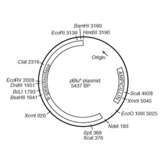 pBLU® Plasmid, 1 µg (200 µL; 0.005 µg/µL)