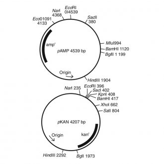 pAMP Plasmid 1 µg (200 µL; 0.005 µg/µL)