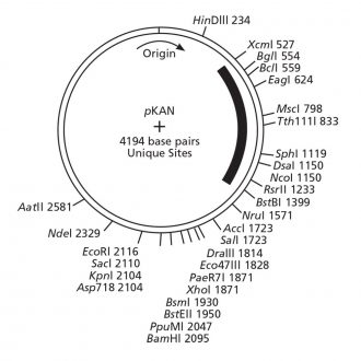 pKAN Plasmid, 10 µg (50 µL; 0.2 µg/µL)