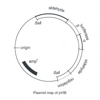 pVIB plasmid, 1 µg (200 µL; 0.005 µg/µL)