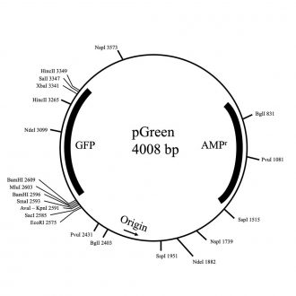 pGREEN Plasmid, 1 µg (200 µL; 0.01 µg/µL)