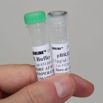 pBR322 Plasmid 10 µg (100 µL; 0.1 µg/µL)