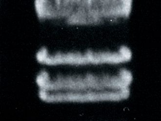 Lambda DNA/EcoRI, Molecular Weight Marker, 50 µg (200 µL; 0.25 µg/µL)