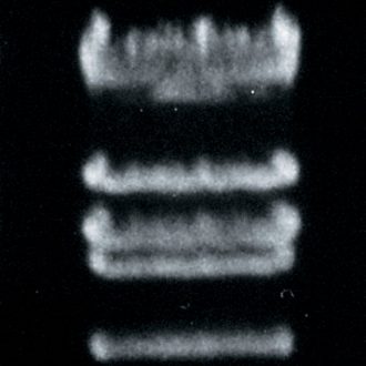 Lambda DNA/EcoRI, Molecular Weight Marker, 50 µg (200 µL; 0.25 µg/µL)