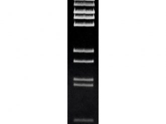 Lambda DNA/Bst EII Molecular Weight Marker, 50 µg