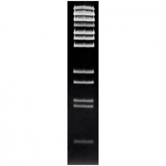 Lambda DNA/Bst EII Molecular Weight Marker, 50 µg