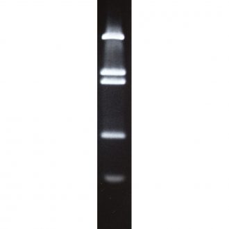 PBR322/BstNI Molecular Weight Marker