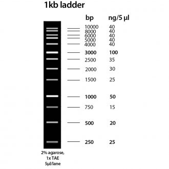 Molecular Weight Marker, 1 kb