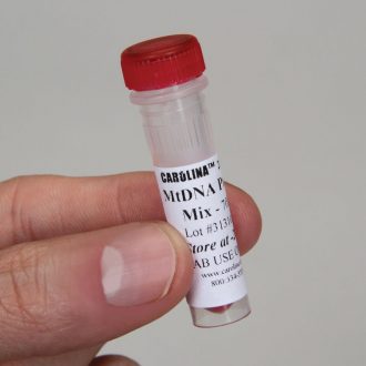 mtDNA Primers Set