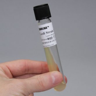 MM294 Slant Culture