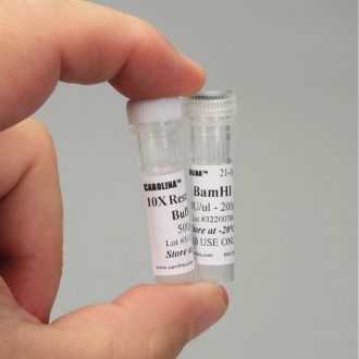BamHI, Restriction Enzyme, 200 µL (2,000 units)