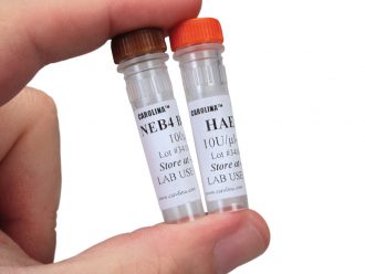 HaeIII Enzyme, 40 µL (400 units)