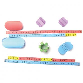 Origami Organelles™ 3-D Model Kit: DNA Replication