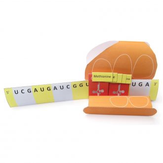 Origami Organelles™ 3-D Model Kit: Translation & Protein Synthesis