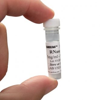 RNase A