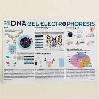 DNA Gel Electrophoresis Poster