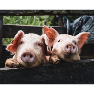 Agricultural Monitoring Lab: A Case Study in Antibiotic Resistance Kit