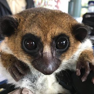 Conservation Genetics Lab: Discovering Lemur Diversity Kit