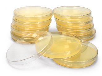 Luria Broth Agar + Ampicillin + X-gal