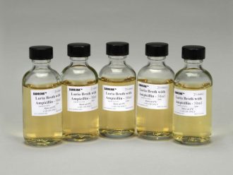 Luria Broth + Ampicillin