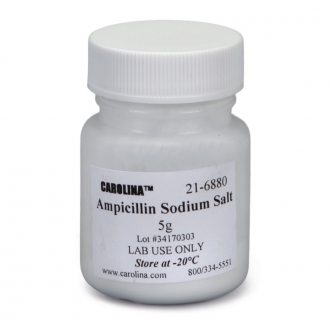 Ampicillin Dry Powder, 5 g