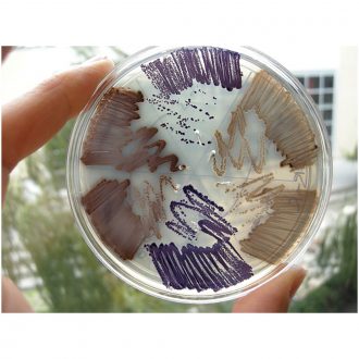 BioBuilder® What a Colorful World Kit (with perishables)