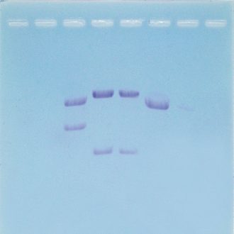 CarolinaBLU® DNA Stain