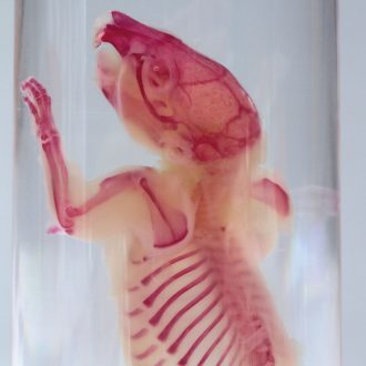 Cleared and Stained Rat, 4 to 5''