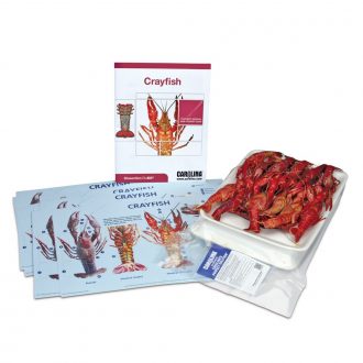 Crayfish Dissection BioKit® with Dissection Mats