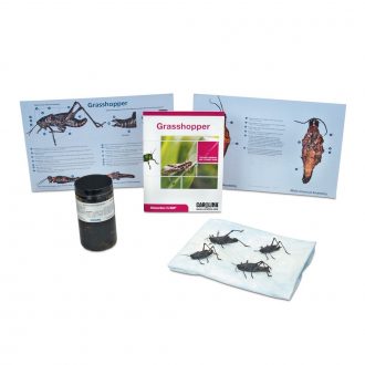 Grasshopper Dissection BioKit® with Dissection Mats