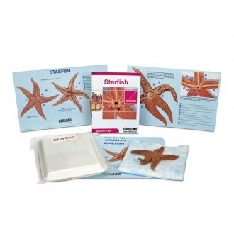 Starfish Dissection BioKit® with Dissection Mats