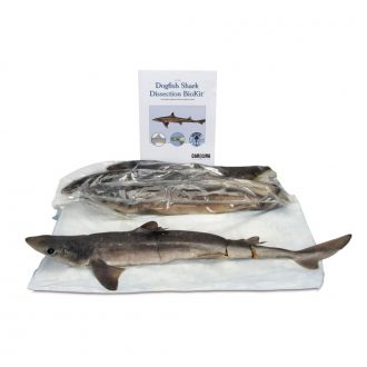 Shark Dissection BioKit®