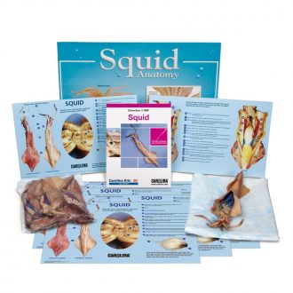 Squid Dissection BioKit® with Dissection Mats