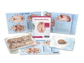 Mammalian Brain Dissection BioKit® with Dissection Mats