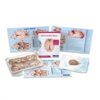 Mammalian Brain Dissection BioKit® with Dissection Mats