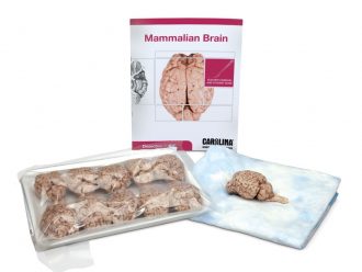 Mammalian Brain Dissection BioKit®