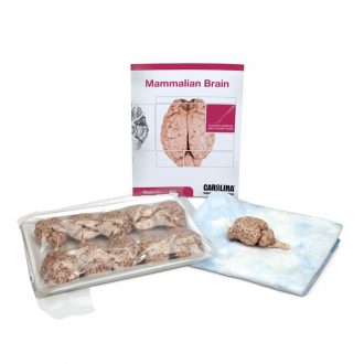 Mammalian Brain Dissection BioKit®
