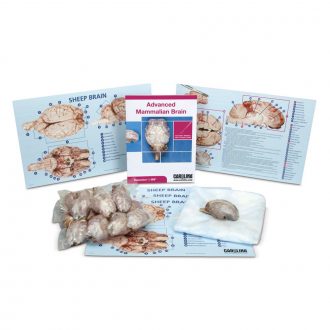Advanced Mammalian Brain Dissection BioKit® with Dissection Mats