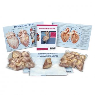 Mammalian Heart BioKit® with Dissection Mats