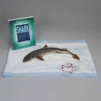 Shark Anatomy Kit