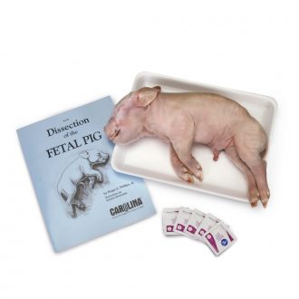 Fetal Pig Anatomy Kit
