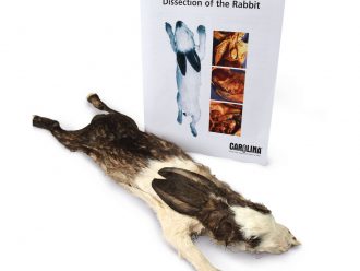Rabbit Anatomy Kit with Dissecting Set